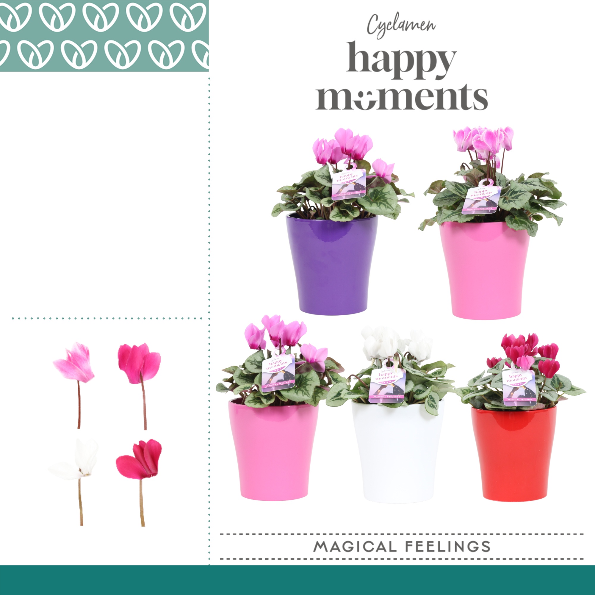 Cyclaam Magical Feelings in ompot Amy, D 12 cm