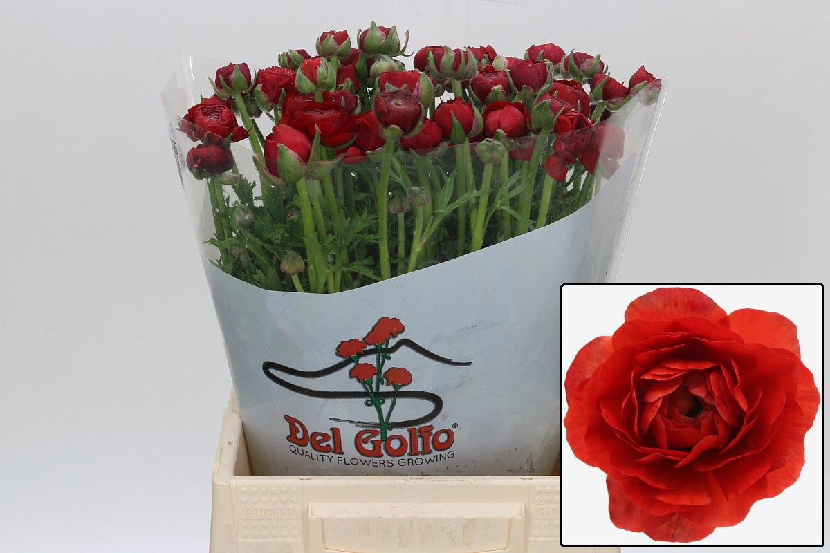 Ранункулус Элеганс Рэд 45, шт.
