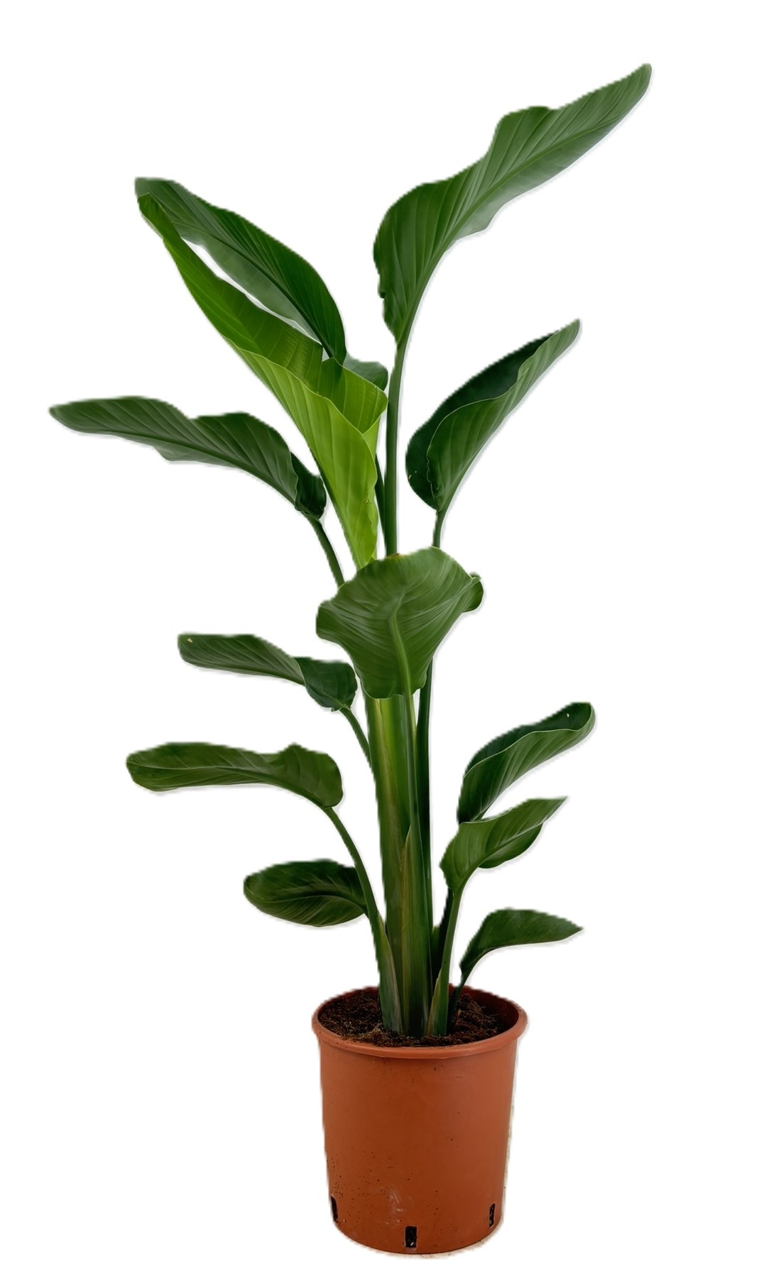 Strelitzia augusta, D 24