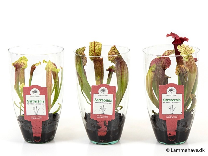 SARRACENIA STEVENSII 181, D 7 cm