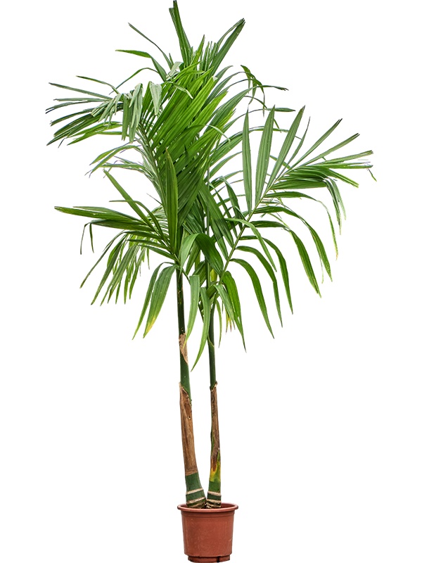 Areca catechu, D 35