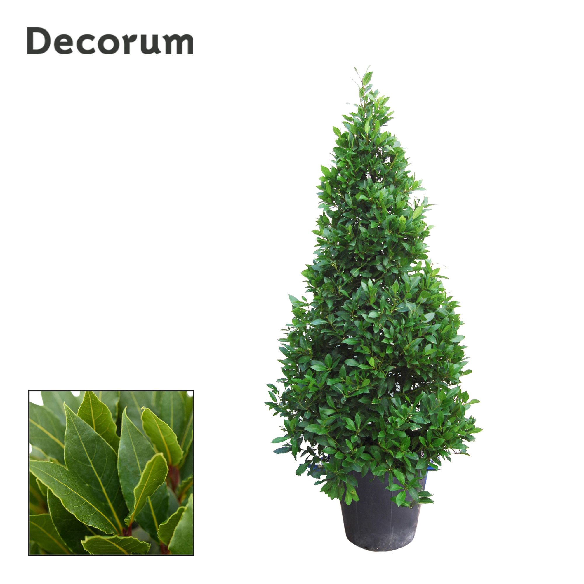 Laurus nobilis Piramide, D 40