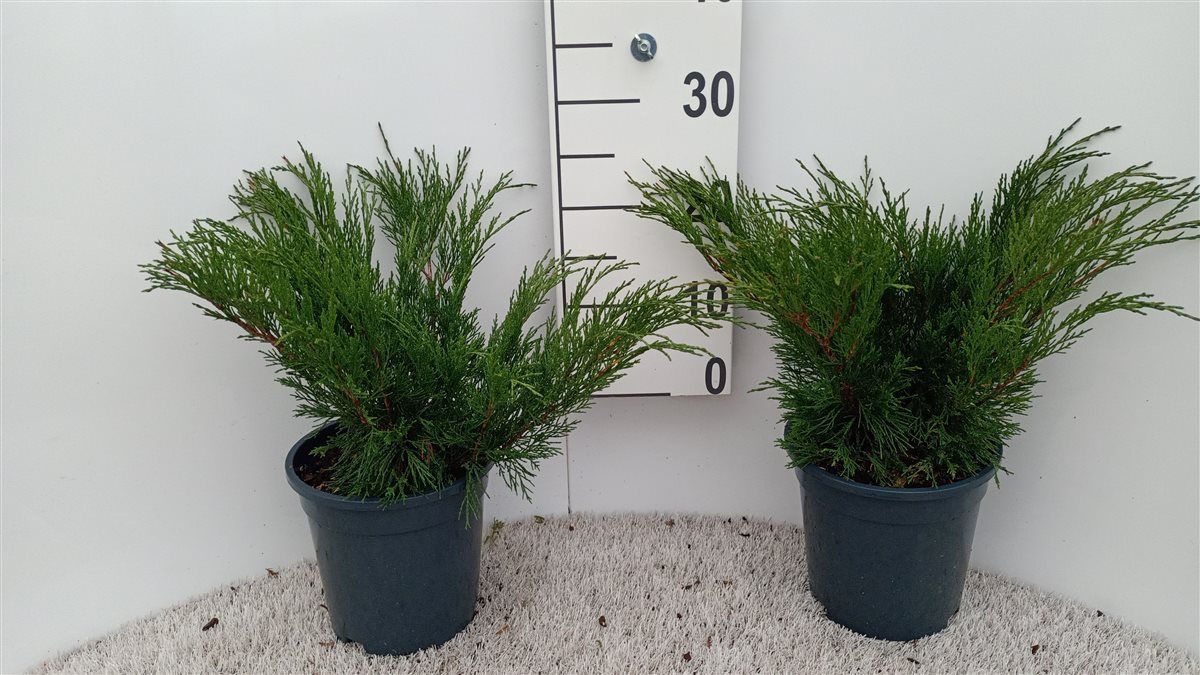 Juniperus sabina, D 19
