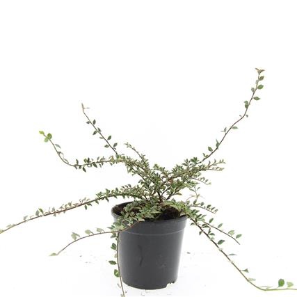 Cotoneaster atrop. 'Variegatus', D 14 cm