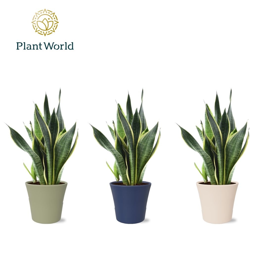 Sansevieria (Superba) in pot Coco collectie Top Blend, D 14