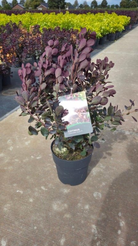 Cotinus cog. 'Lilla', D 29