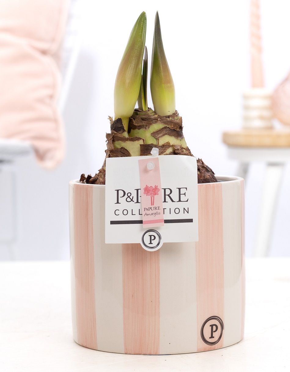 Hippeastrum pink in P&PURE Eline 2 ceramics pink, D 12