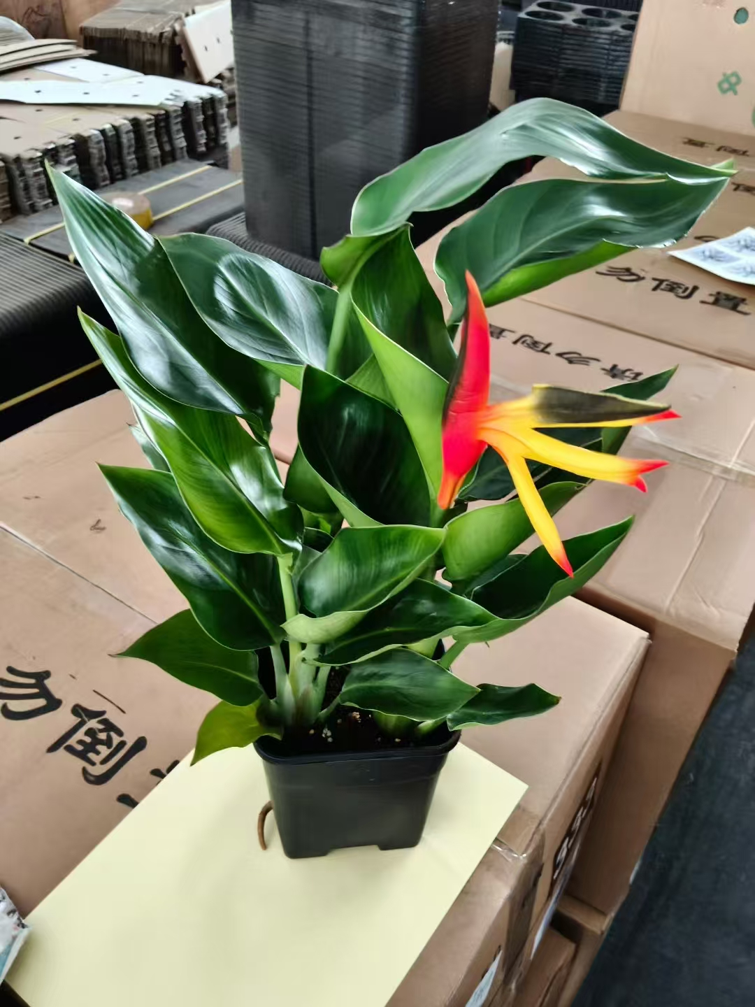 Стрелитзиа Николаи Сквер盆 берд оф парадисе артификиал флауер аррангемент 16 40