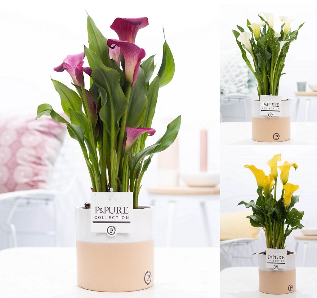 Zantedeschia mix in P&PURE Rosy ceramics, D 12