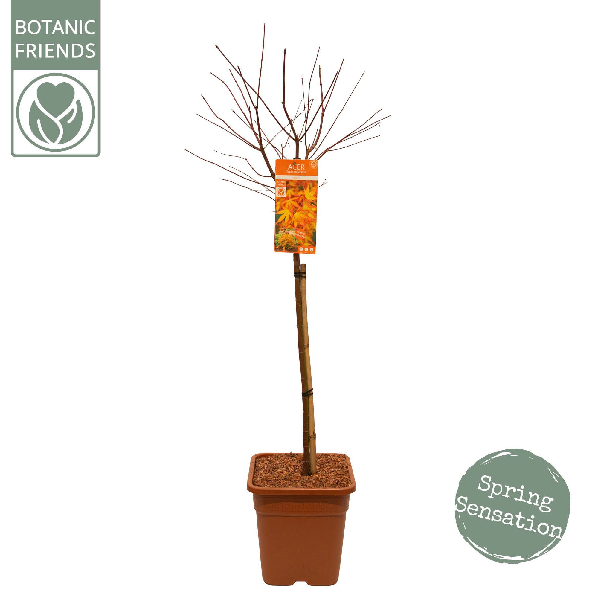 Acer palm. 'Katsura' VK14 laagstam, D 28