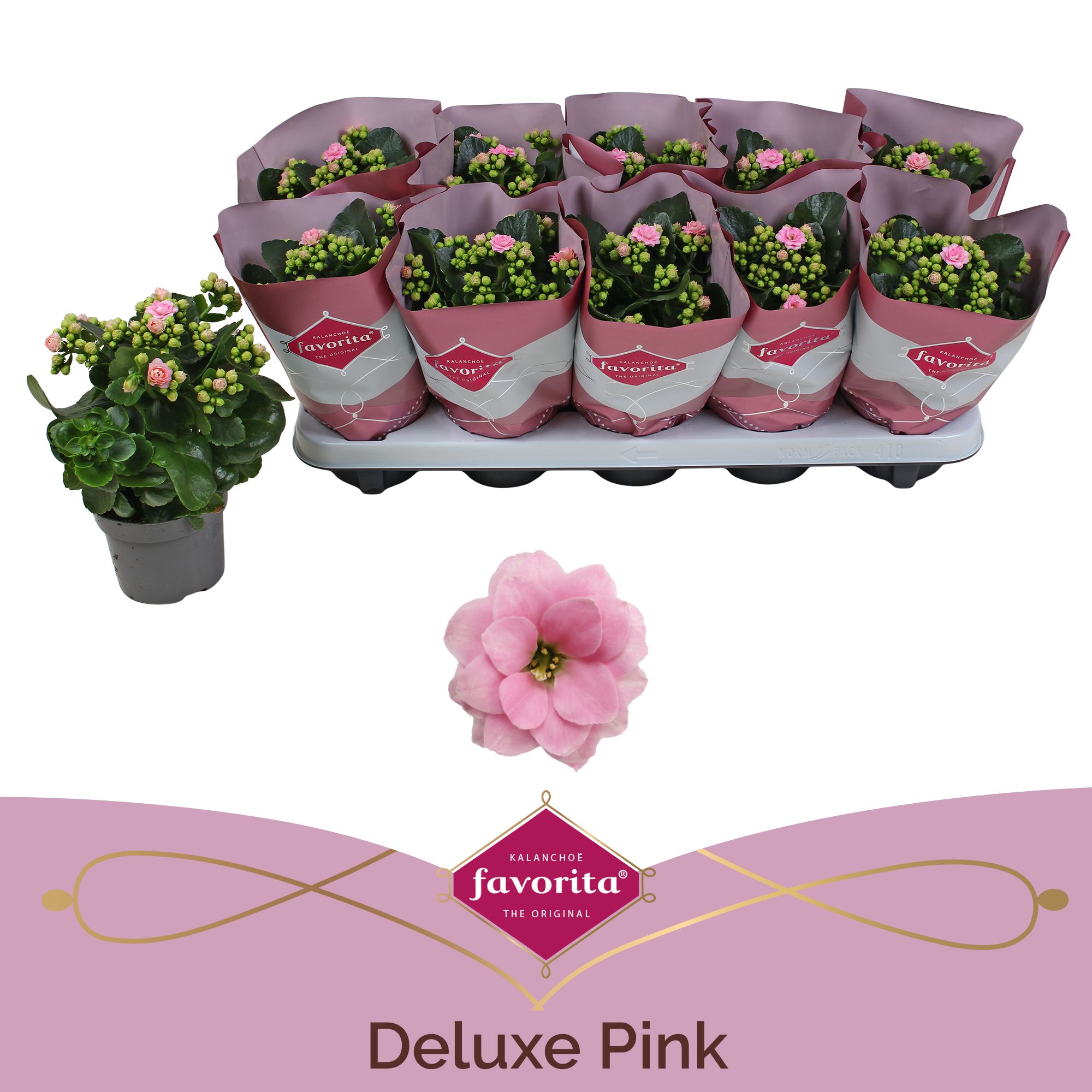Kalanchoe double Deluxe Pink stadium 1, D 10,5