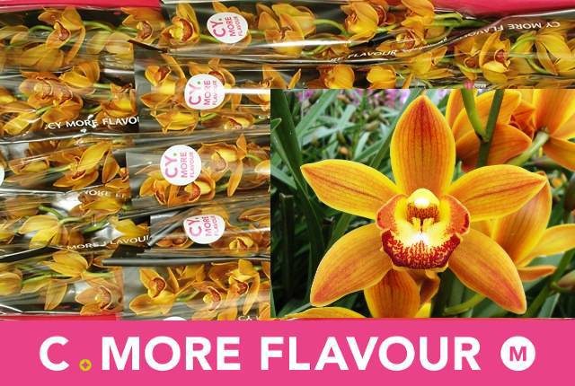 Цимбидиум мини Сакура x15 50, шт.