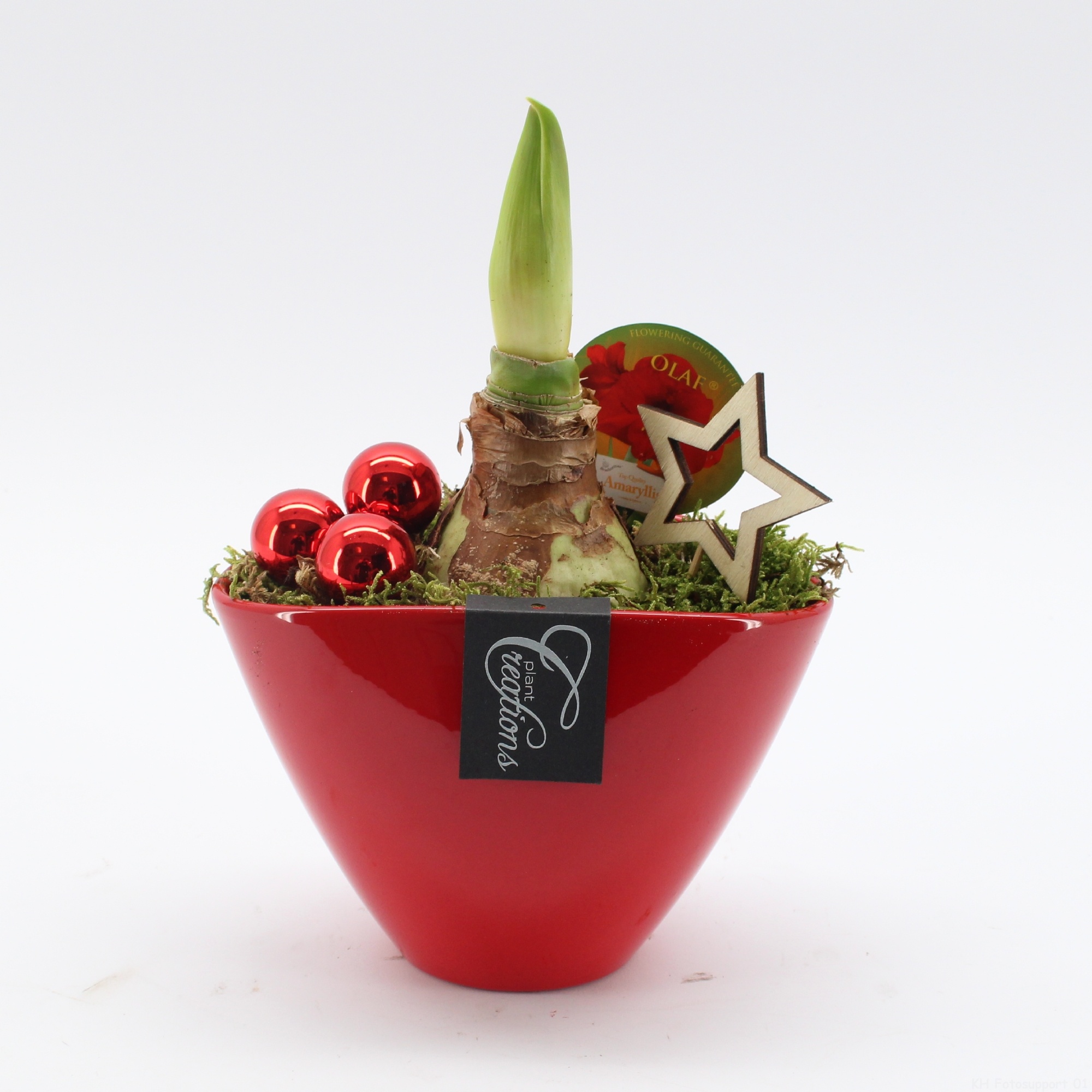 HXFD-2506R Xmas Amaryllis Fundamentals, D 18 cm