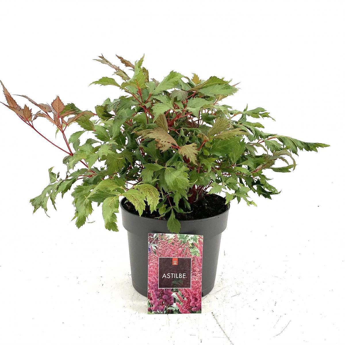 Astilbe japonica, rood, D 17 cm