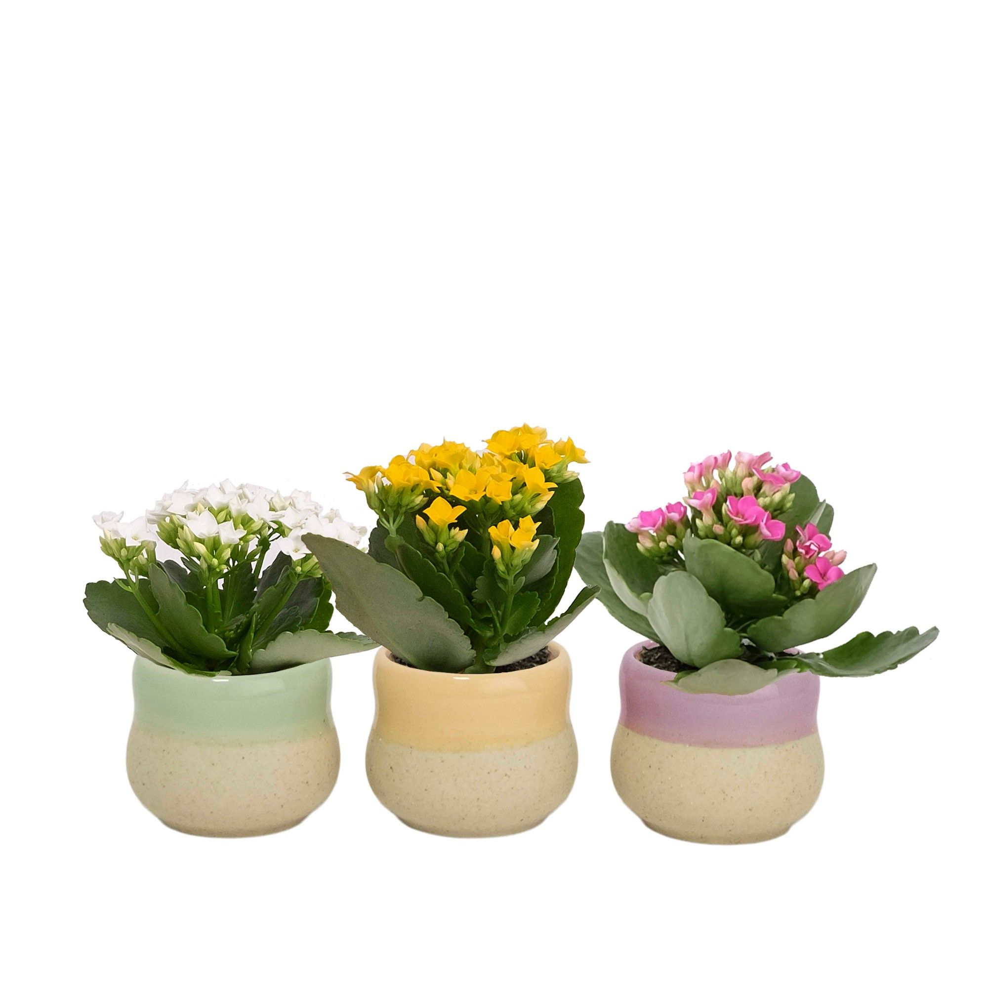 Soothing Curve 6 cm Kalanchoe, D 6