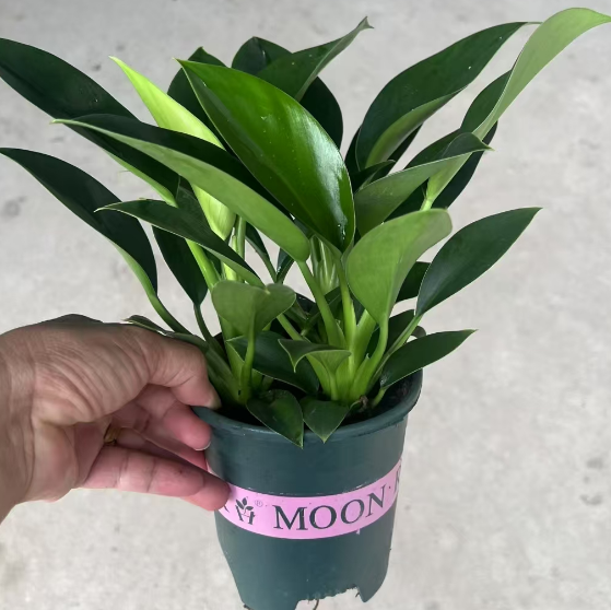 Филодендрон 0.35-галлон пот оф Грин Принцесса 12 30