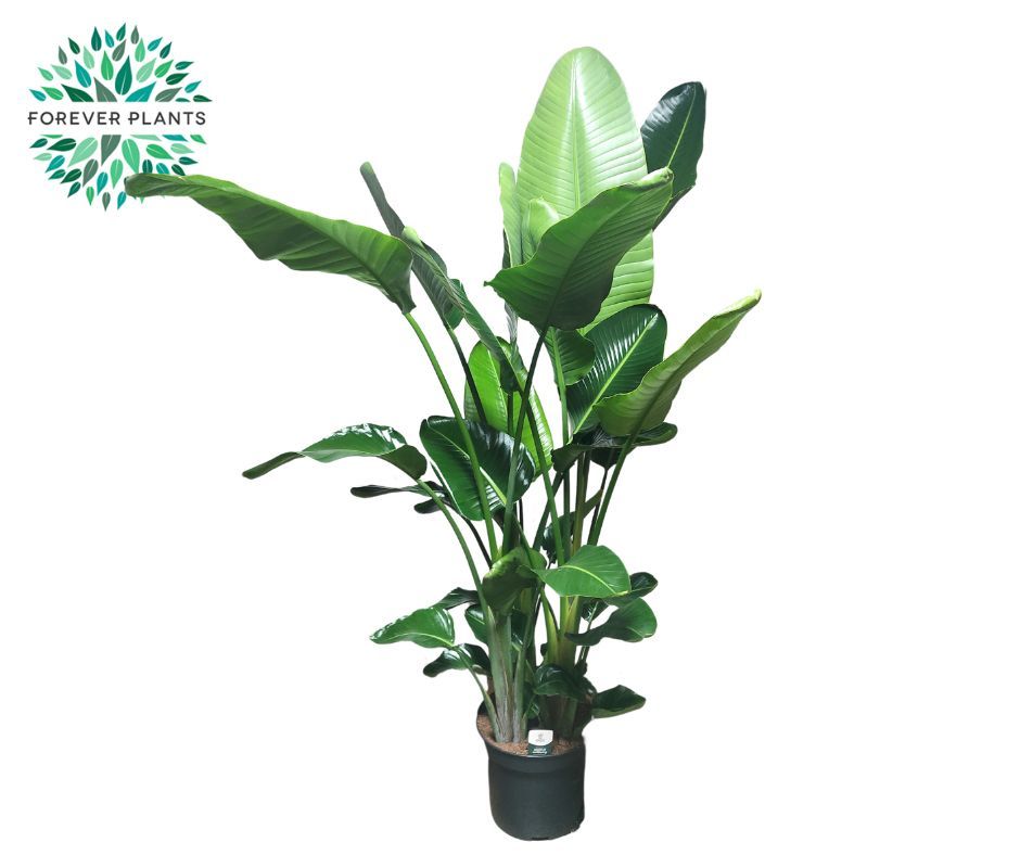 Strelitzia Nicolai p35 XL, D 35 cm