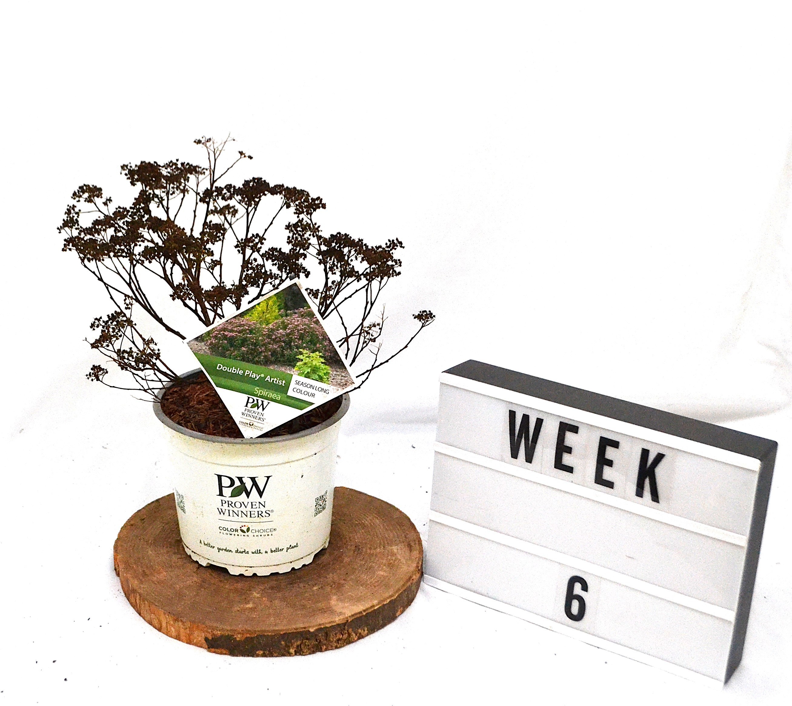 Spirea japonica Double Play Artist C3, D 19