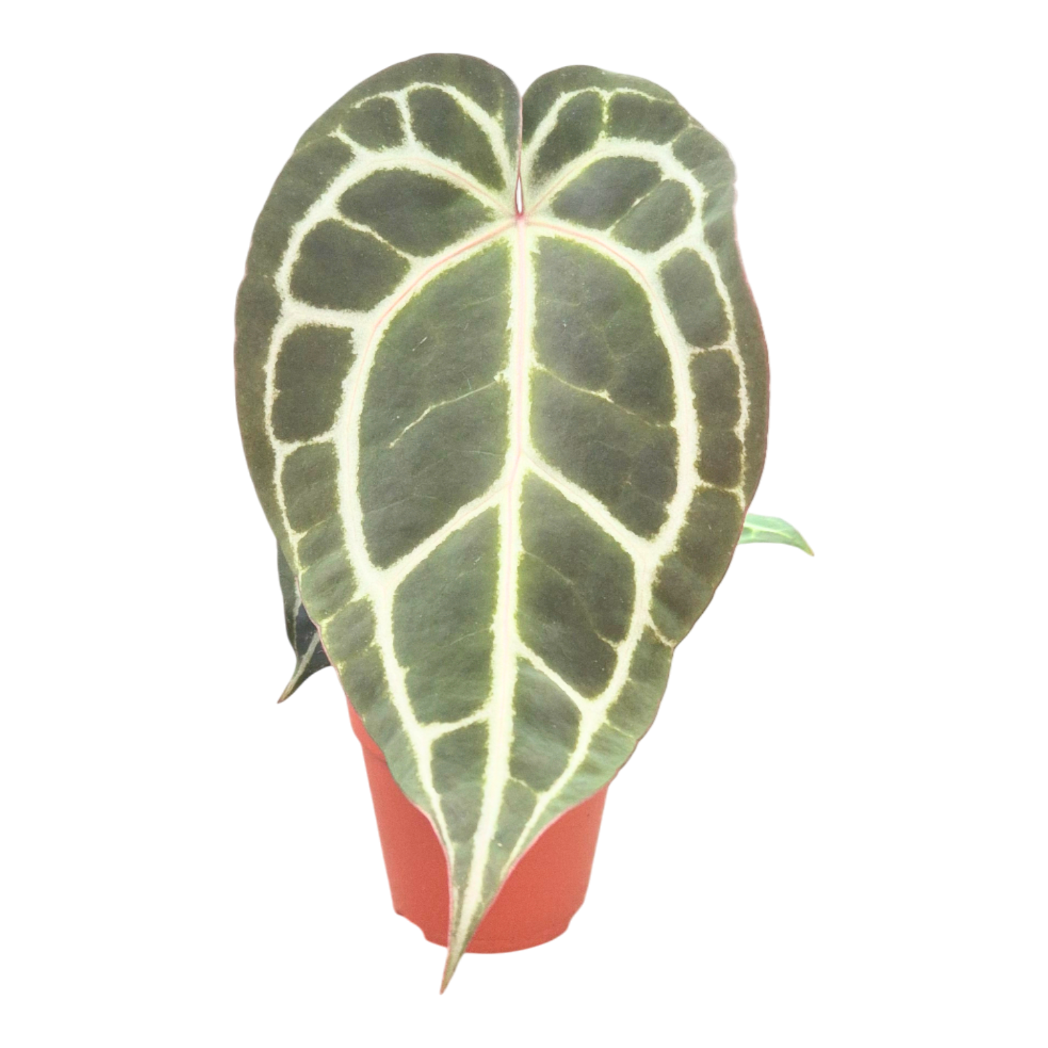 DocBlock Anthurium Michelle® '1' X Michelle® '11', D 9