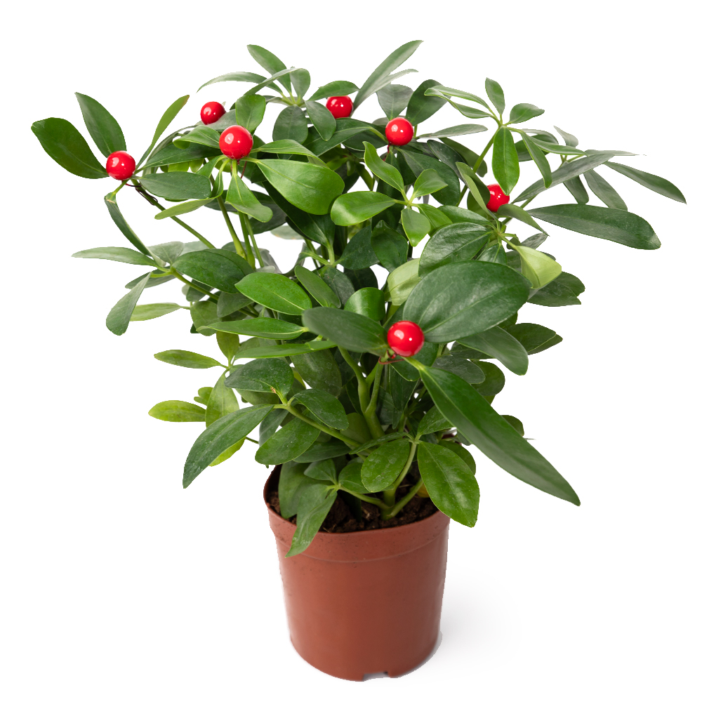 Шеффлера 14 30 (предзаказ)