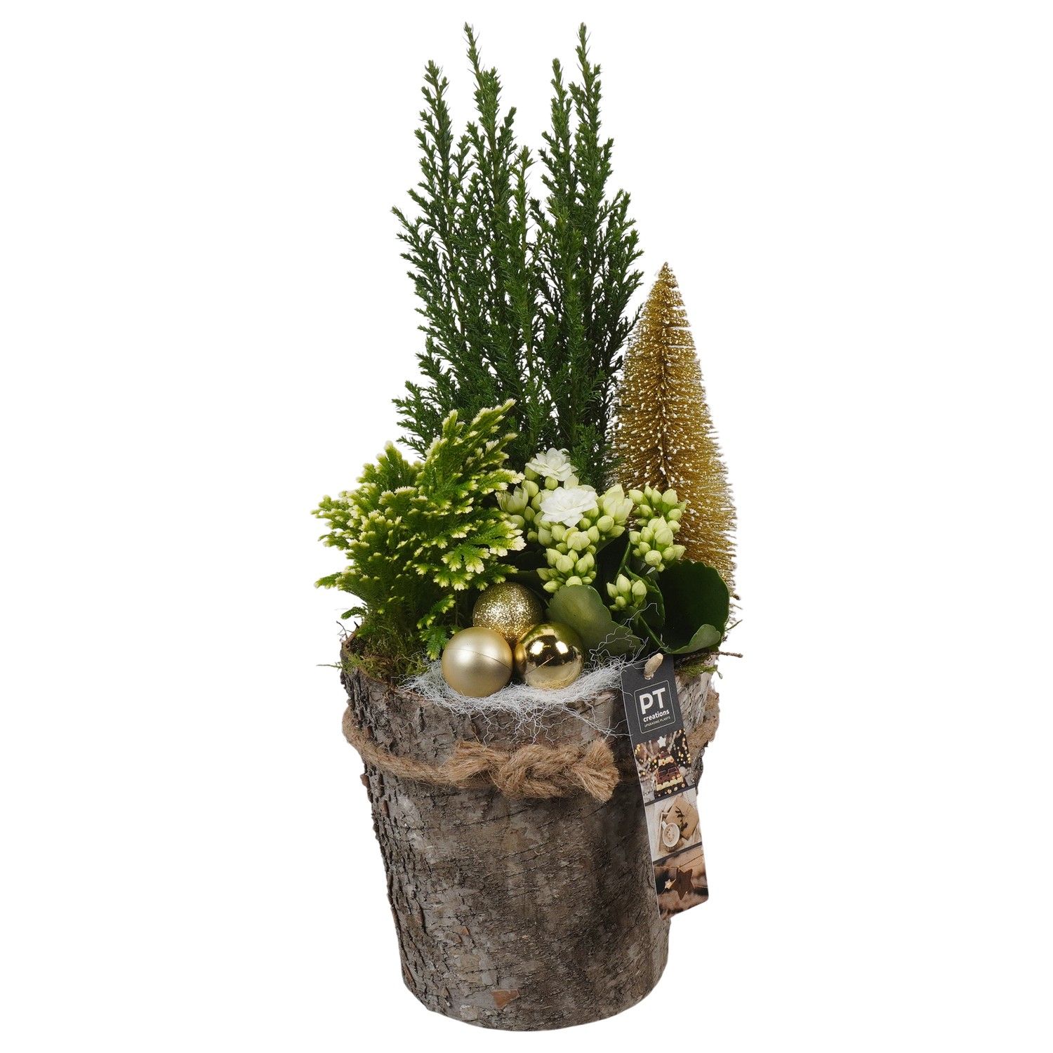 PTCHG5675 Arrangement Christmas Gold in houten pot, D 17 cm
