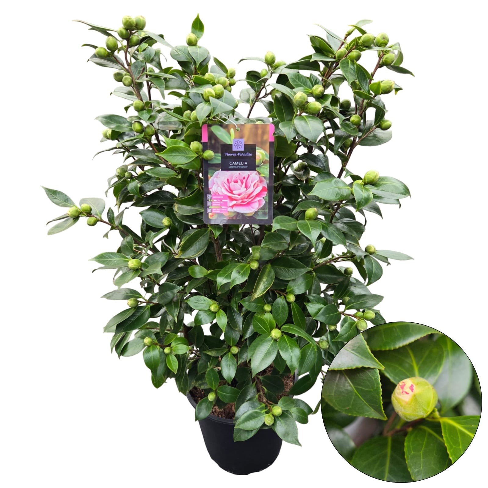 Camellia jap. 'Bicolour', D 29