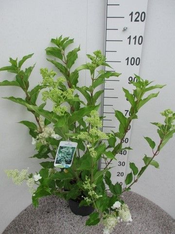 Hydrangea pan. Kyushu 80-100 P26, D 26 cm Hydrangea pan. Kyushu 80-100 P26, D 26 cm