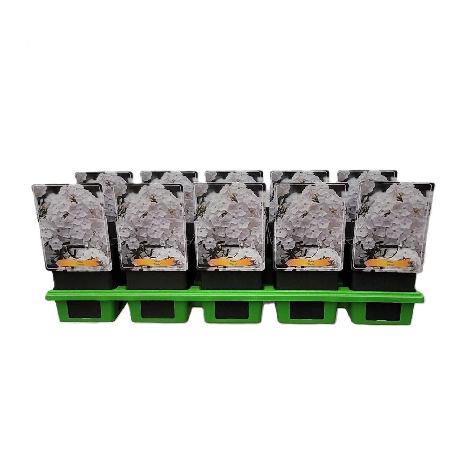 Phlox 'David' P11, D 11