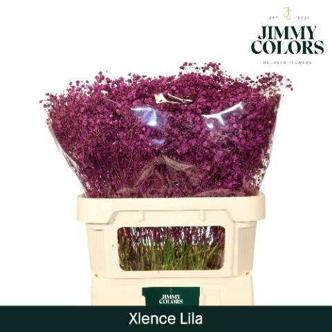 Гипсофила Овериг Крашеная (краш. ) 80, шт.