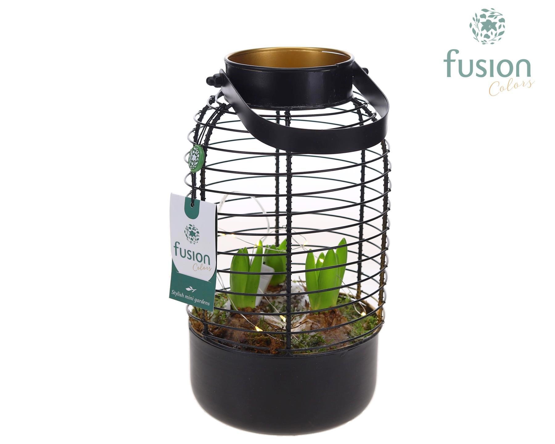 Lantaarn metaal met Hyacinthus, D 17