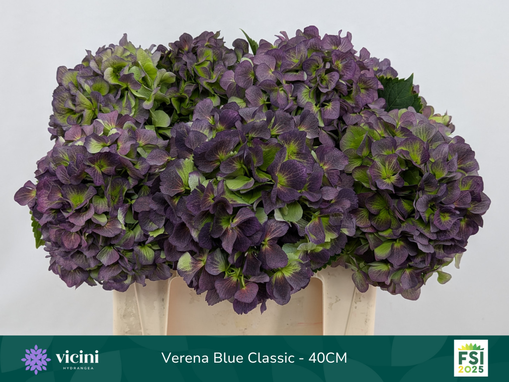Гортензия Верена Блю Классик 40, шт.