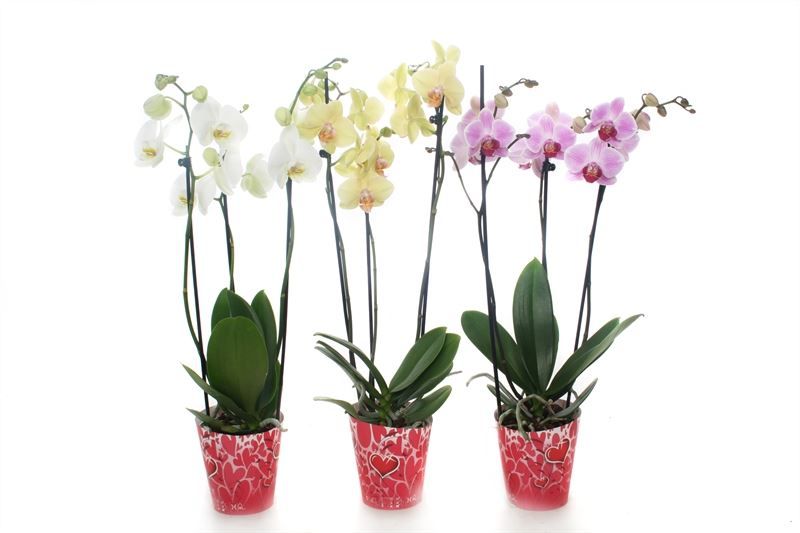 Potcover p12 heart Phal mix 3T18+, D 12 cm
