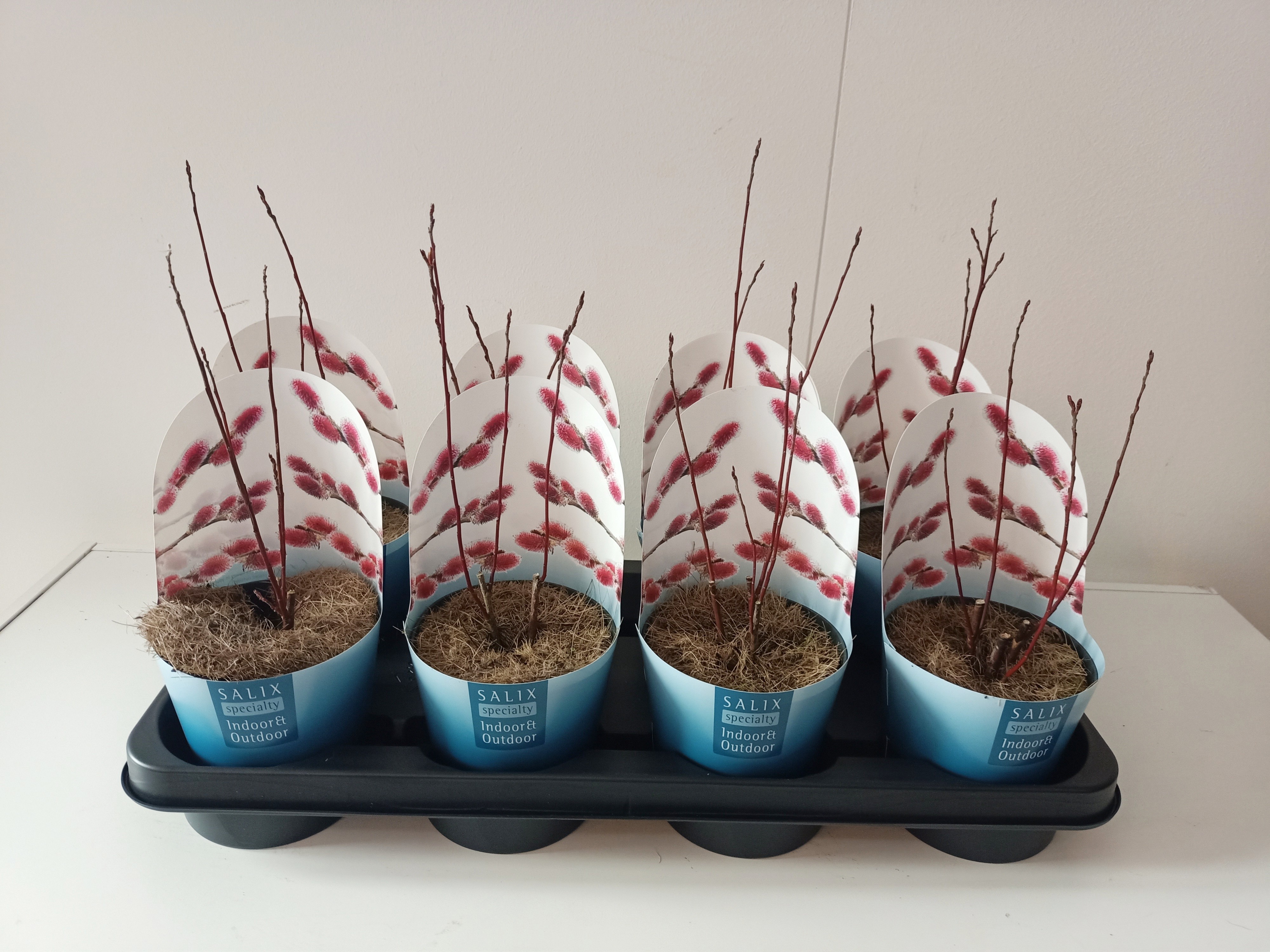 Salix Mount Aso bush p12 potcover, D 12