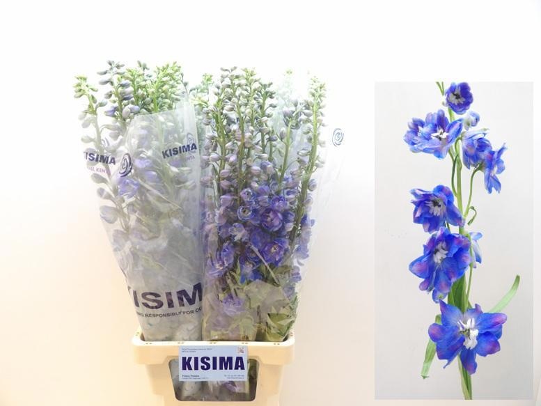 Дельфиниум дв. Гардиан Блю 90, шт.