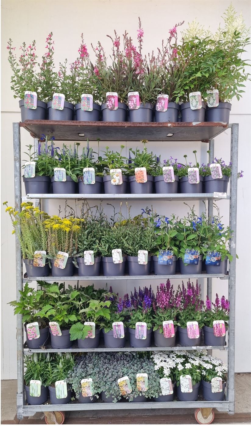 Vaste planten mix kar, D 17