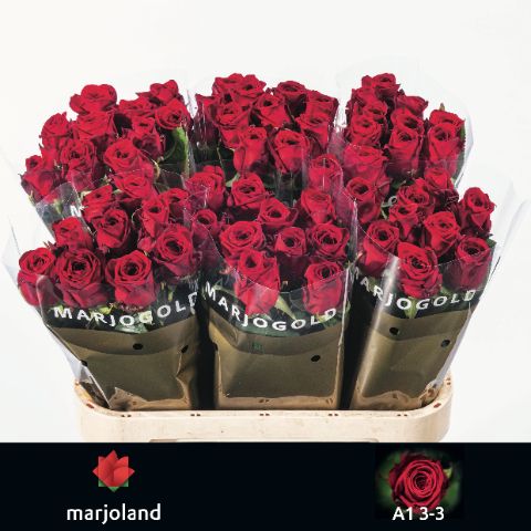 Роза од. Рэд Наоми 80, шт.