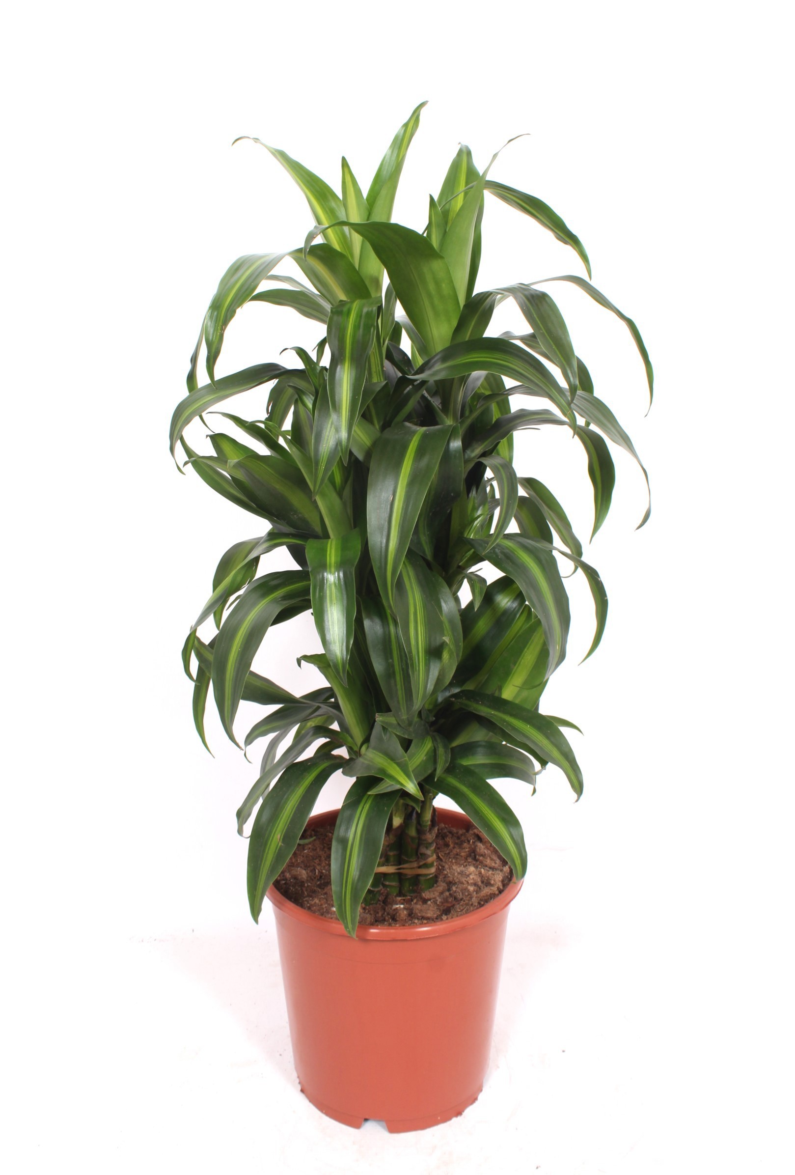 Dracaena Hawaiian Sunshine, D 24