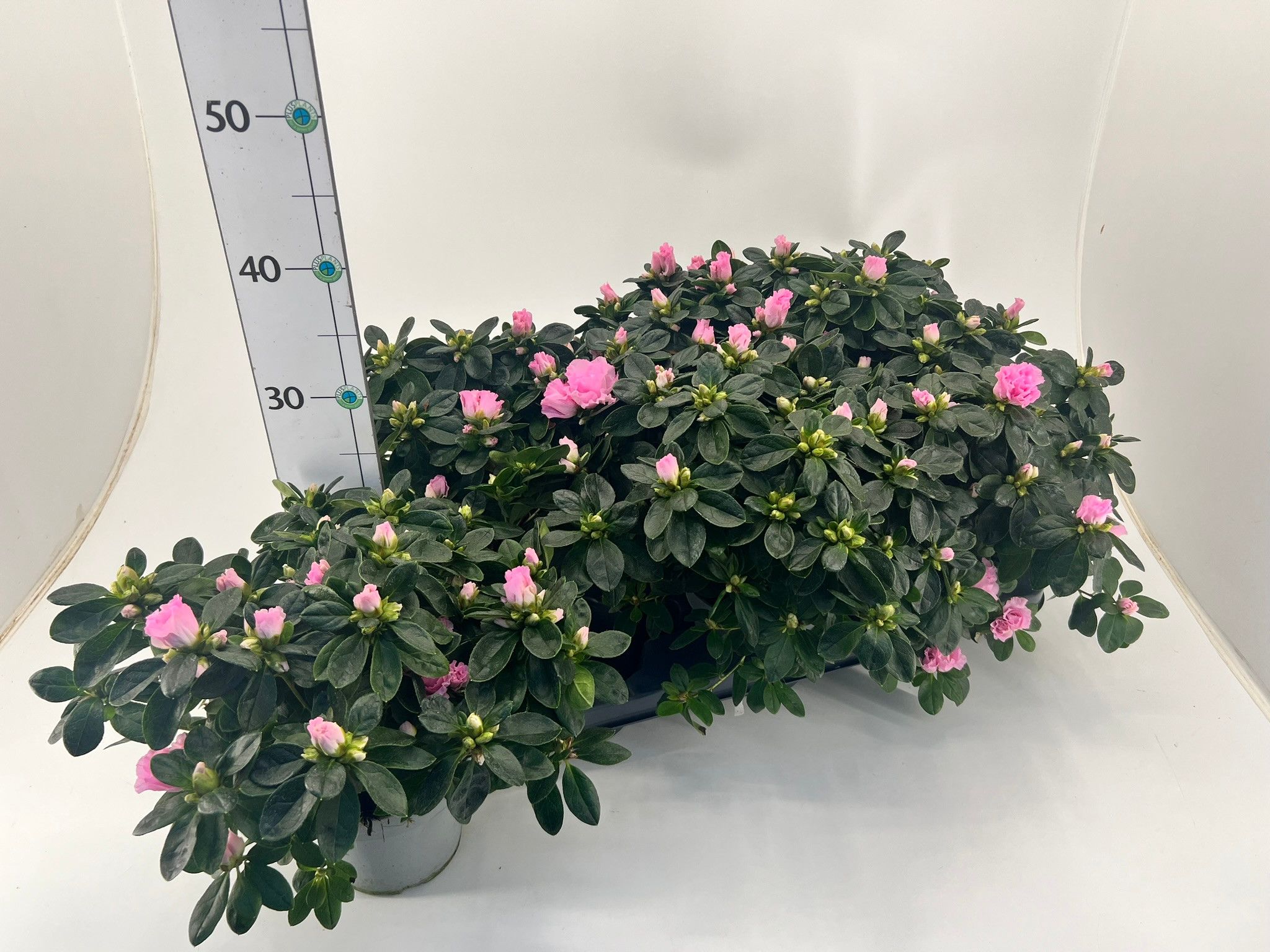 Rhododendron simsii T13 ⌀22-25 light pink, D 13 cm