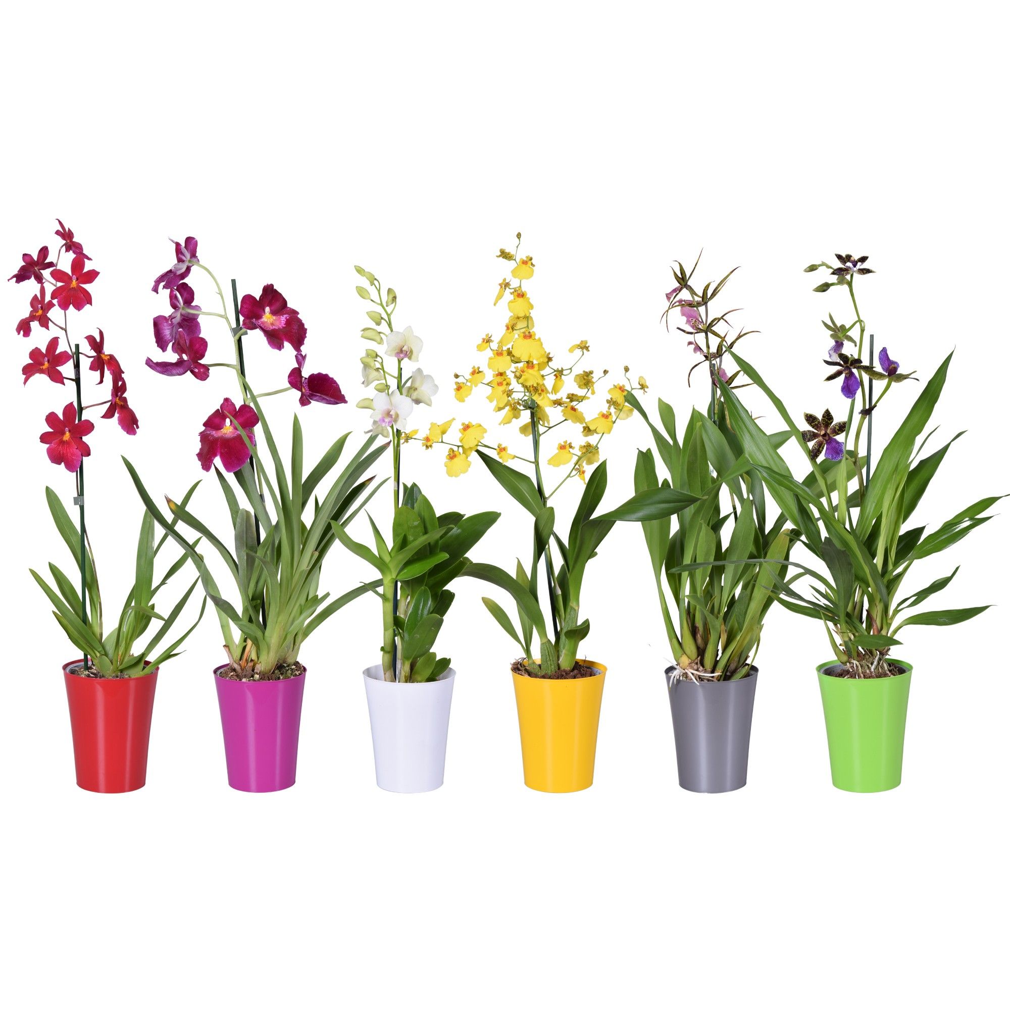 Orchideeën mix 1 tak 12 cm met gekleurd plastic pot, D 12