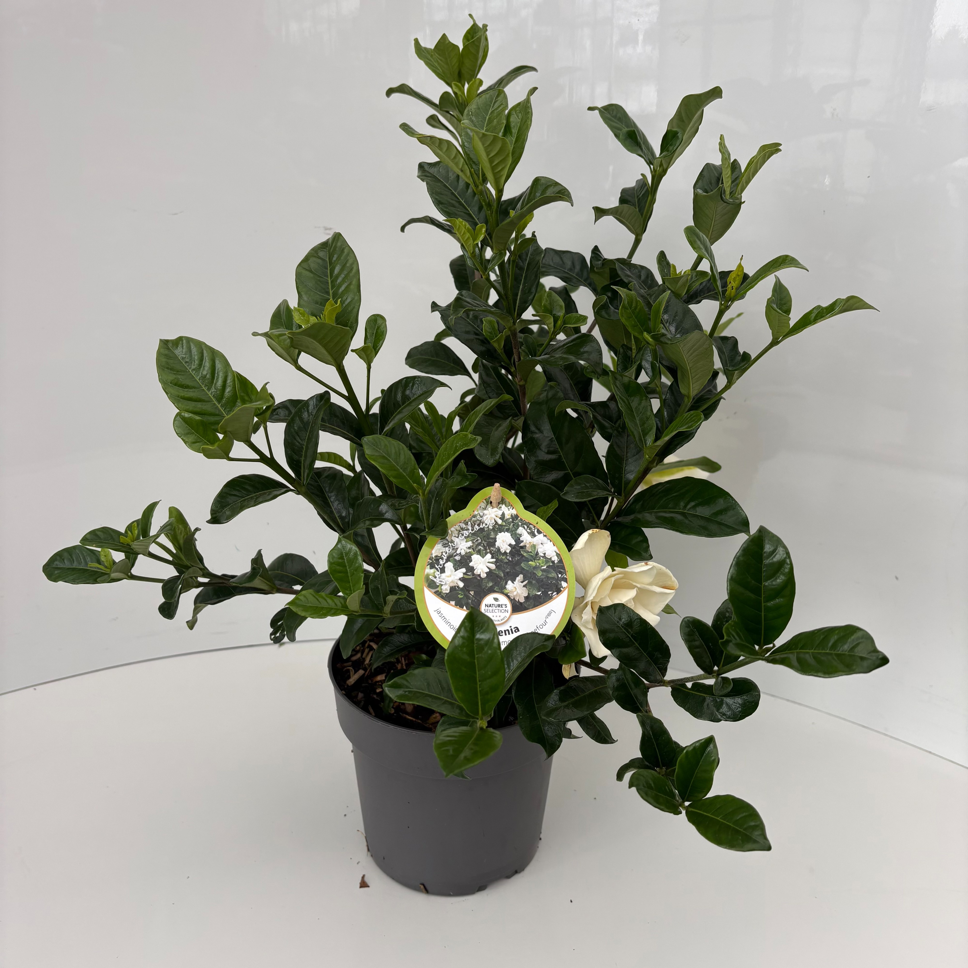 Gardenia jasminoides Double Diamonds, D 17 cm Gardenia jasminoides Double Diamonds, D 17 cm