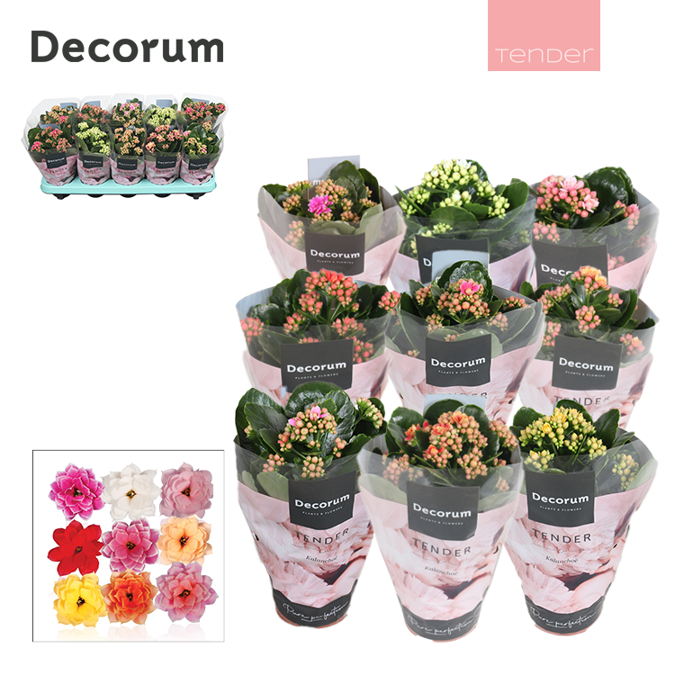 Kalanchoe Decorum TENDER - Serenity mix, D 10,5