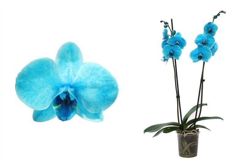 Phal I am Ocean Blue 2T12+, D 12