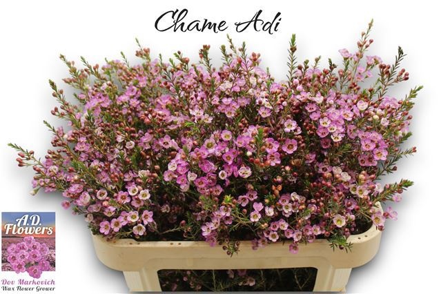 Шамелациум Ади 70 (роз.), шт.