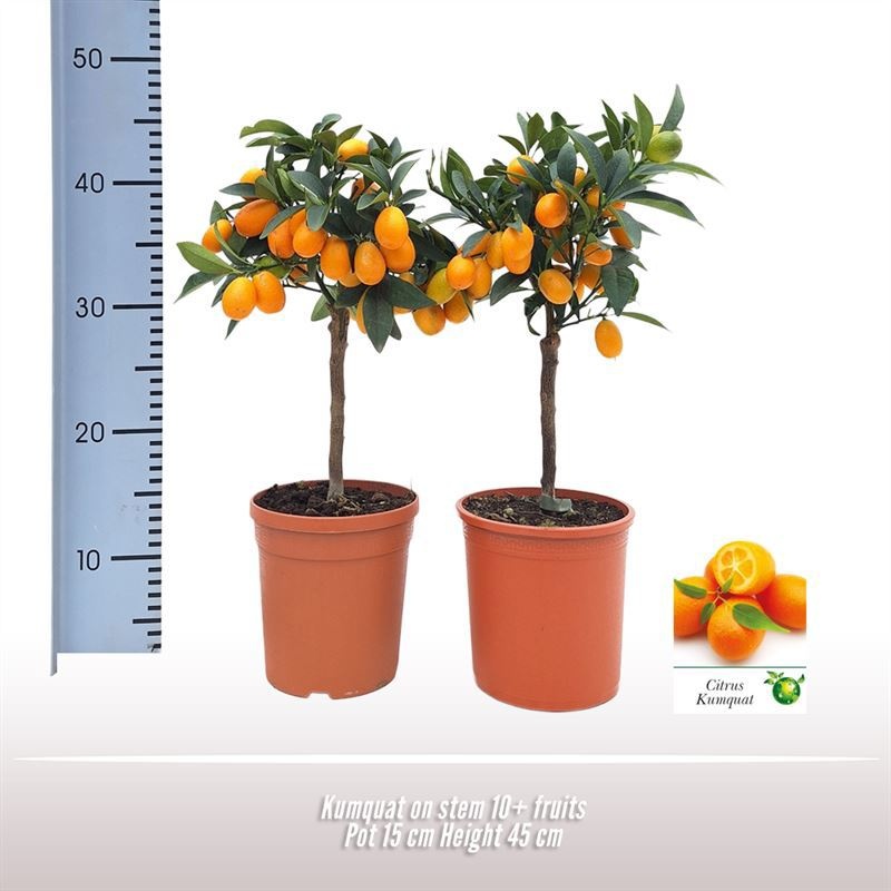 Kumquat op stam, D 15