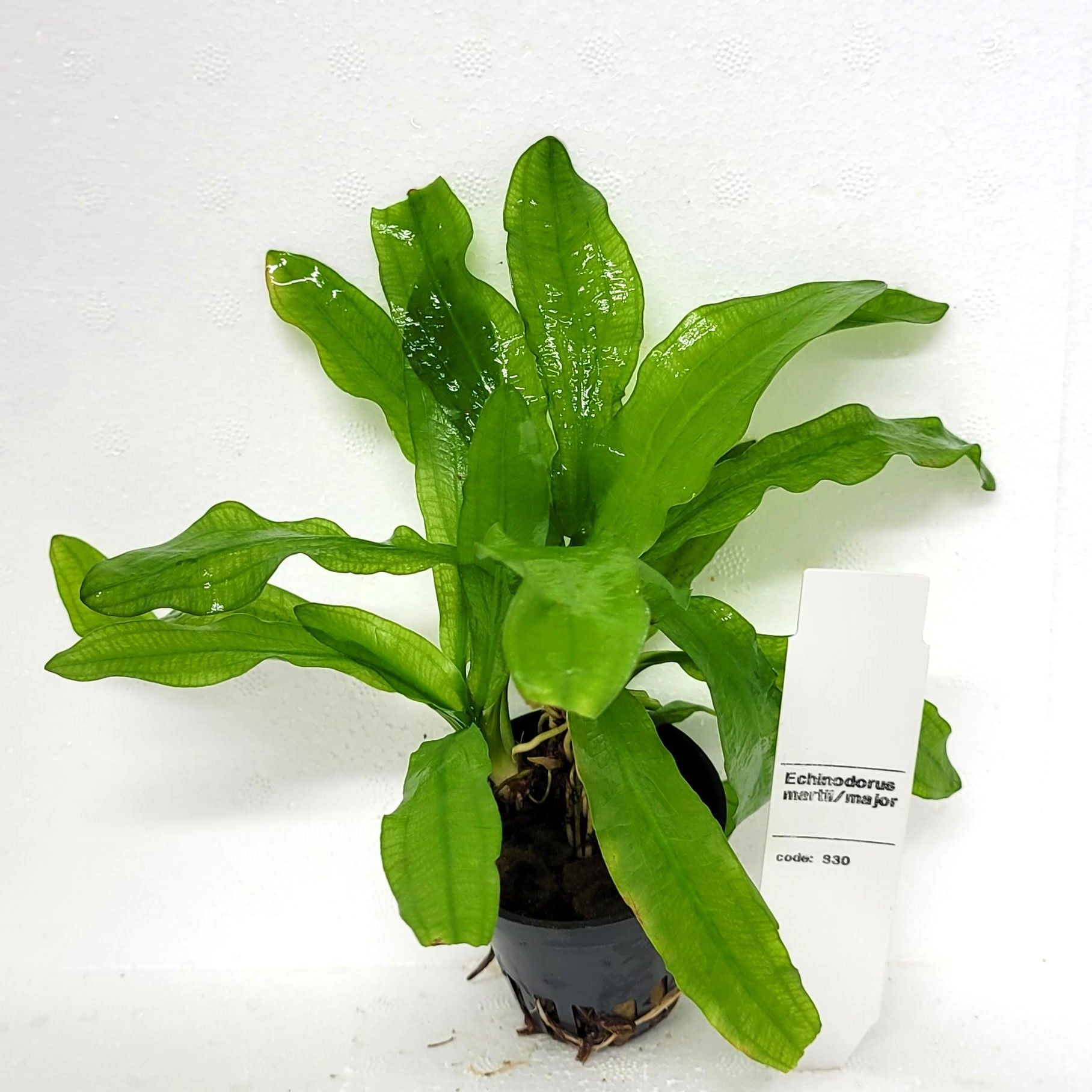 Echinodorus martii/major, D 5