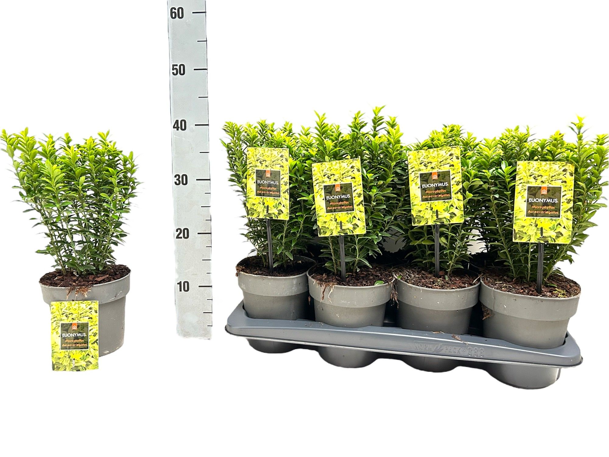 Euonymus japonicus 'Microphyllus Aureovariegatus', D 15