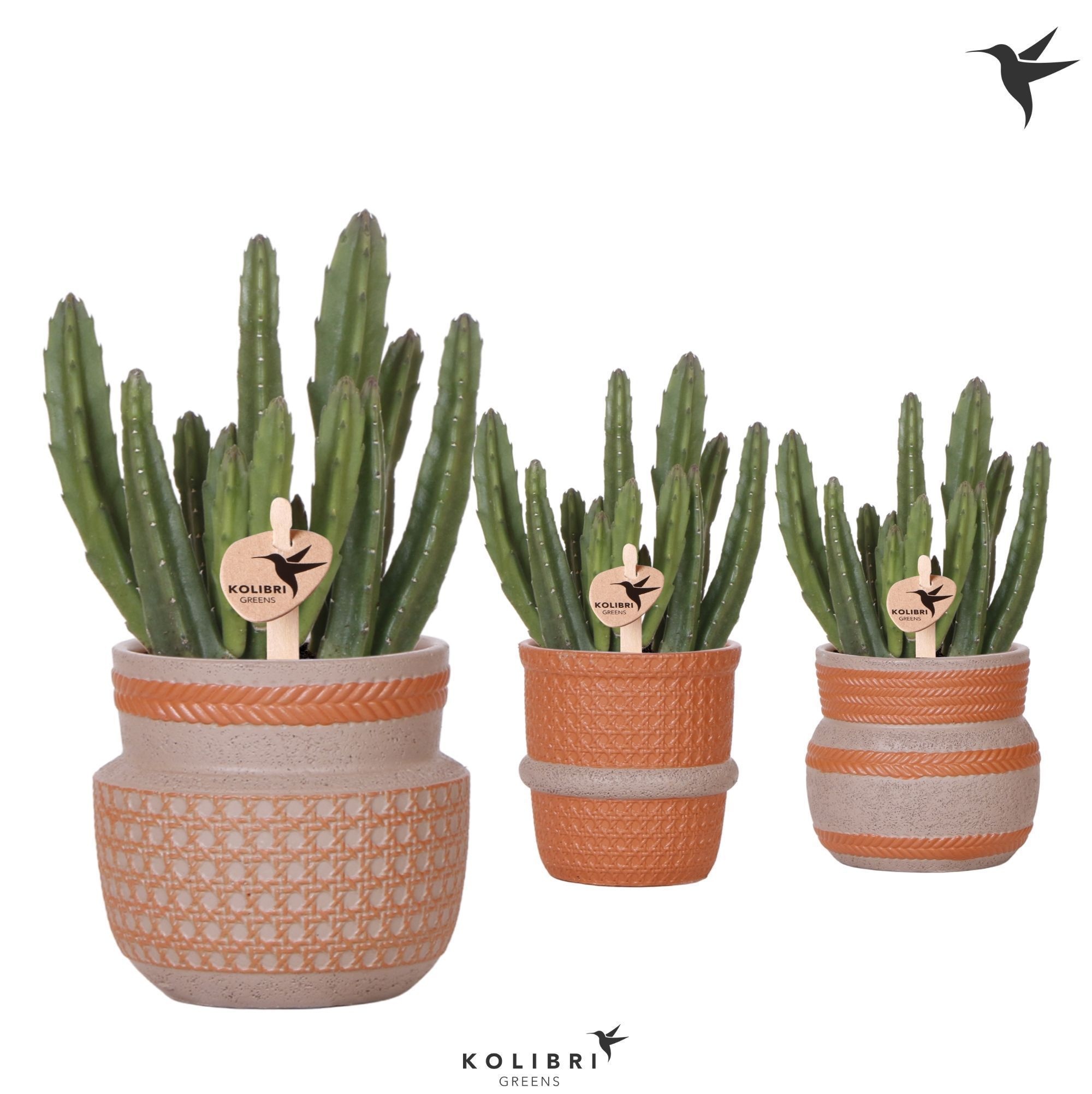 Kolibri Greens Stapelia Leendertziae in Ethnic pot terracotta mix, D 9 cm