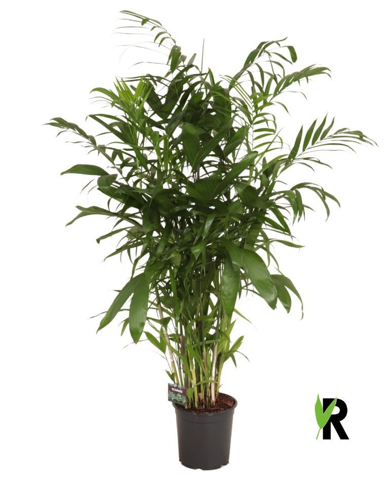 Chamaedorea Seifrizii, D 24