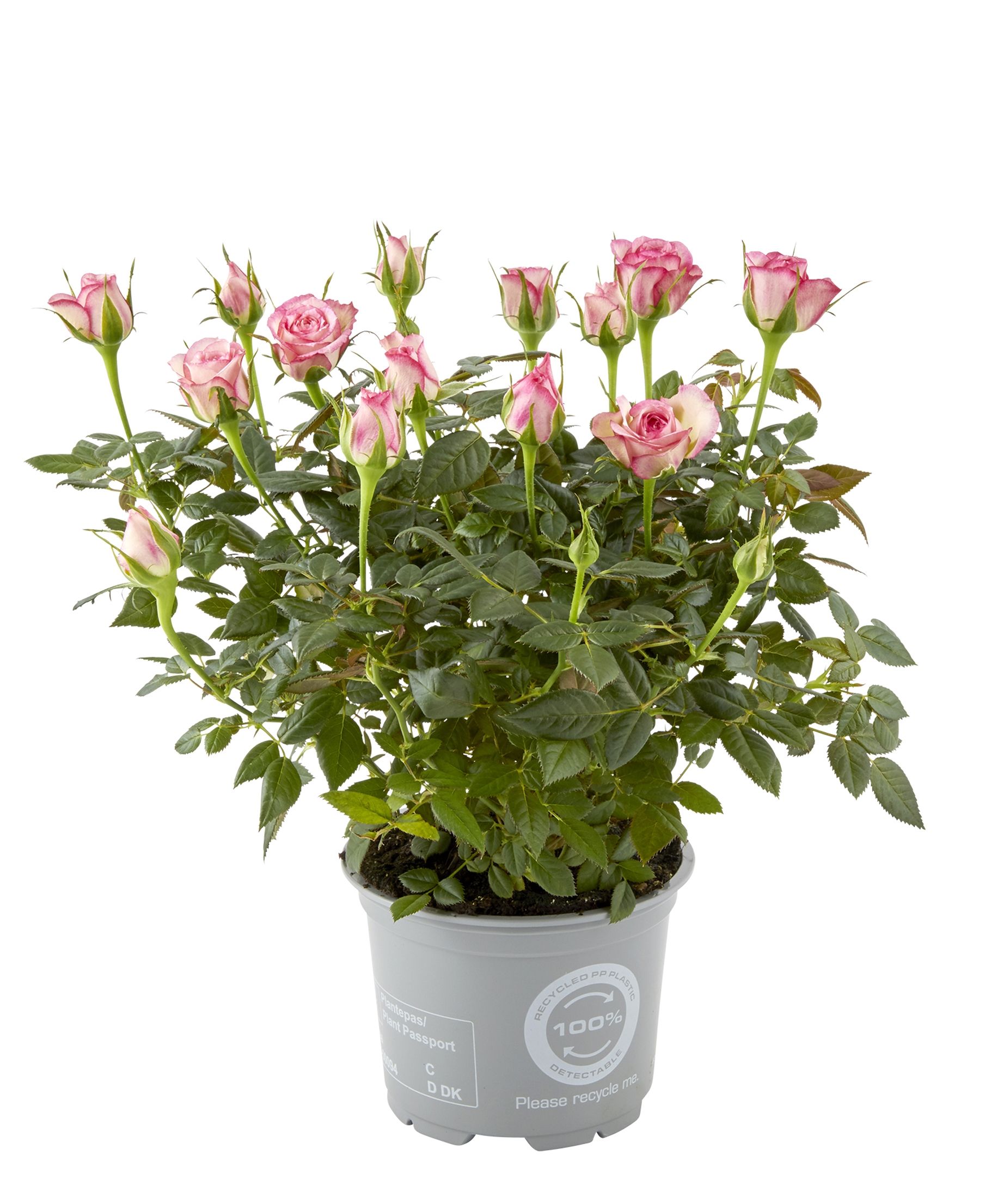Rosa Carousel Kordana Classic, D 10,5 cm Rosa Carousel Kordana Classic, D 10,5 cm