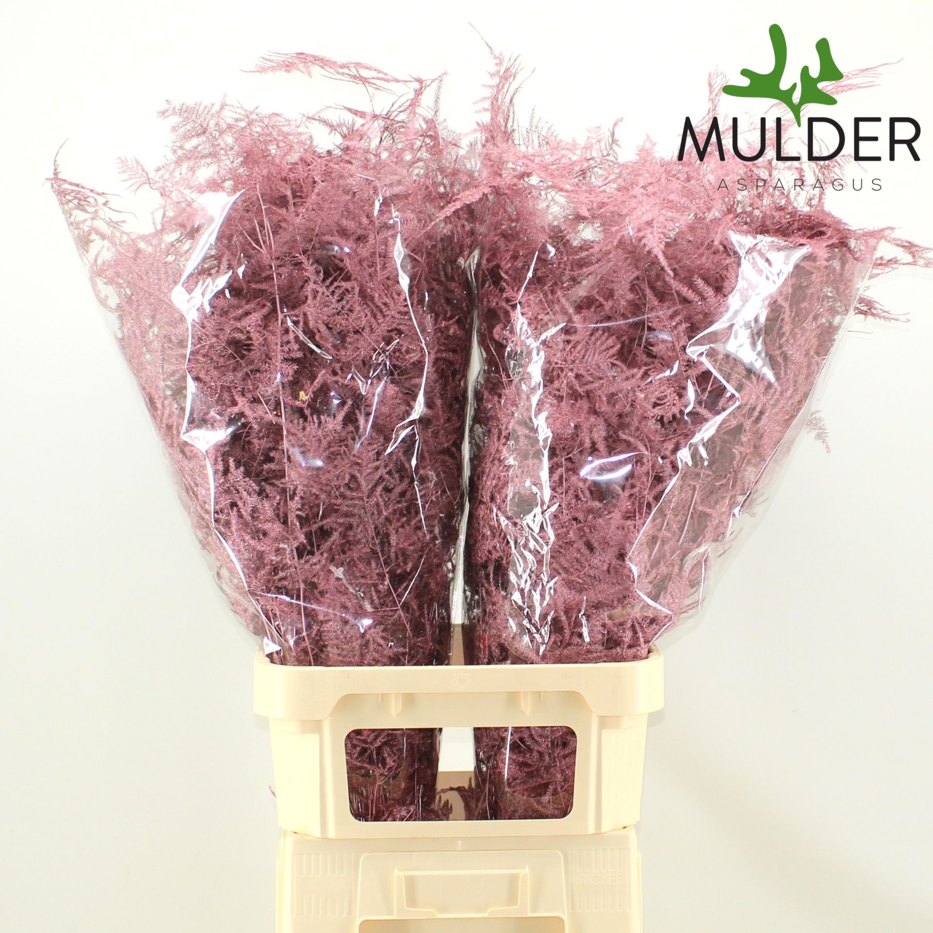 Аспарагус Овериг Крашеный (краш. ) 85, шт.